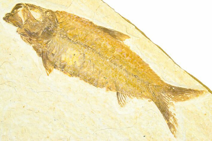 Detailed Fossil Fish (Knightia) - Wyoming #360700
